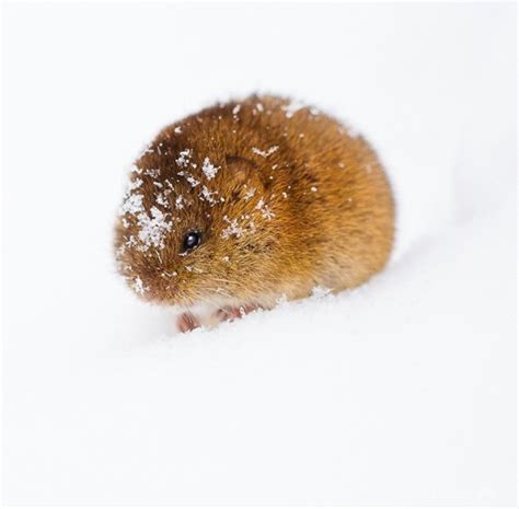 Snow Vole By Irene Mei Ciel Bleu Media Cute Animals Animals