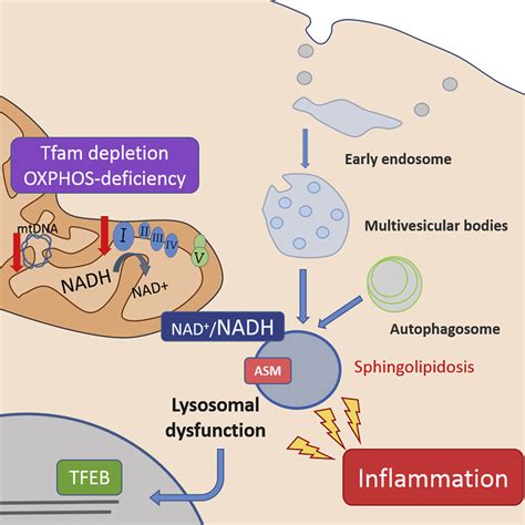 Mitochondrial Respiration Controls Lysosomal Function During