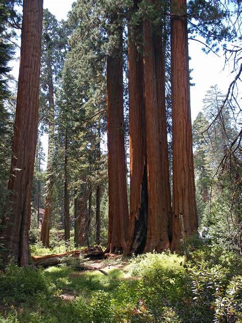 Group Of Giant Sequoia Grant Grove Kings Canyon National Park California