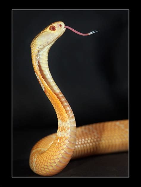 The Monocled Cobra Naja Kaouthia Serpente Cobras