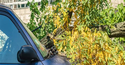 The insurance companies will assign different degrees of fault, regardless of whether or not you receive a. West Chester Car Accident Lawyers | Fallen Tree Caused my ...