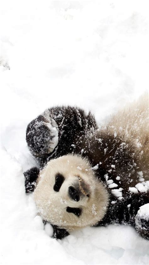 Bear Panda Winter Snow Animals Pinterest