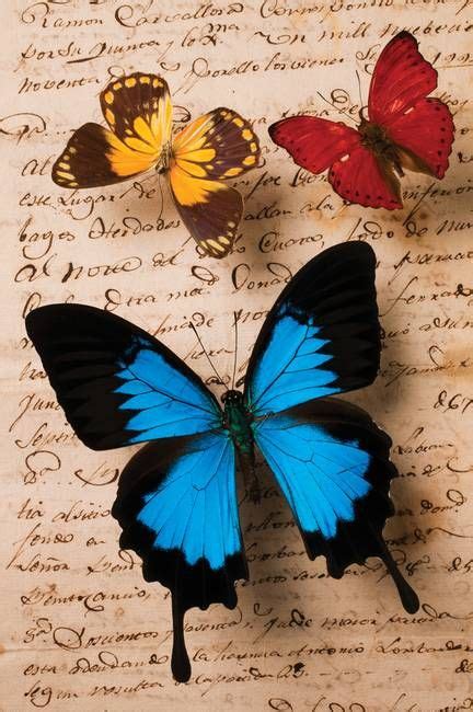 Pin by Fatimah Niyazi on Butterflies & Moths | Butterfly painting, Butterfly art, Butterfly drawing