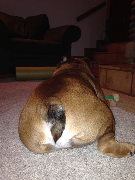 The Truth About Bulldogs Tails Bullifieds Blog