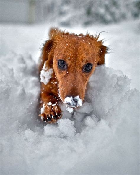 Roxy The Daschund Fun In The Snow Dachshund Love Dachshund