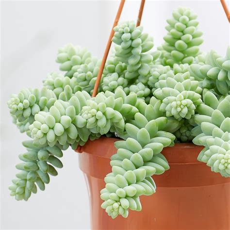 Buy Burros Tail Or Donkey Tail Sedum Morganianum Delivery By Waitrose