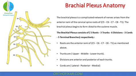 Brachial Plexus Anatomy With Images Brachial Medical