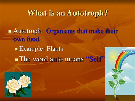 Ppt Photosynthesis Powerpoint Presentation Free Download Id5511994