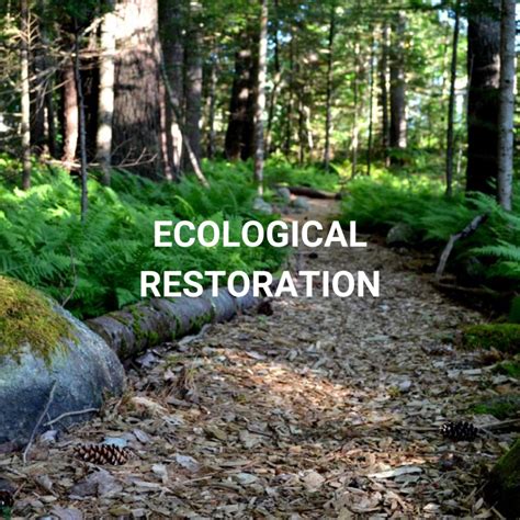 Helping Nature Heal Ecological Restoration Bridgewater Nova Scotia