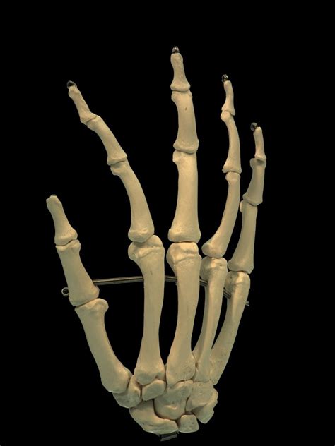 Halloween Horror Aged Skeleton Hands Life Size Human Skeleton Left