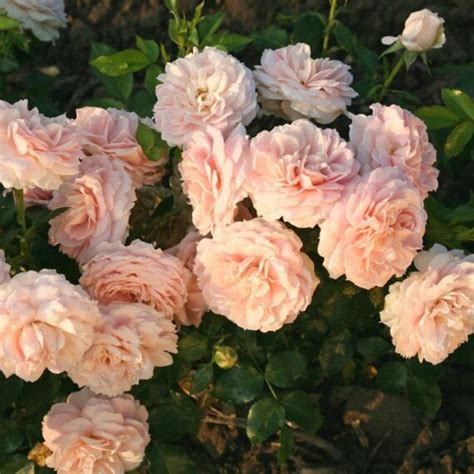 Róża Rabatowa Cremosa Róże ogrodowe Sklep Sobieszek producent
