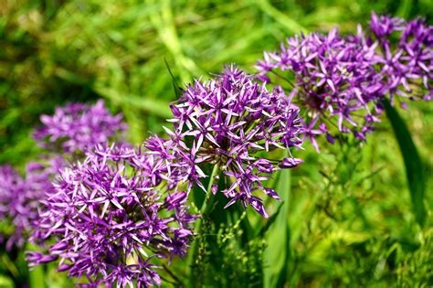 Long Stem Plant With Purple Flower Best Flower Site