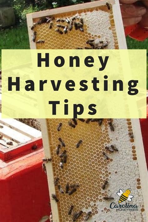 Harvesting Honey From Bees Carolina Honeybees Harvesting Honey Bee Keeping Honey