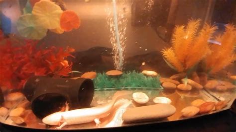 10 Gallon Single Axolotl Tank Example Set Up Video Plus Update Youtube