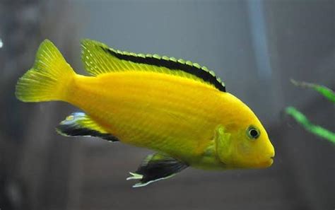 Ikan hias air tawar memiliki bentuk tubuh yang unik dan penuh warna warni. Aneka Jenis Ikan Hias Air Tawar Terindah Beserta Harganya ...
