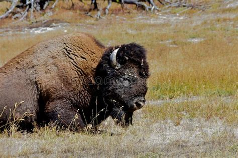 American Bison At Yellowstone National Park Stock Image Image Of