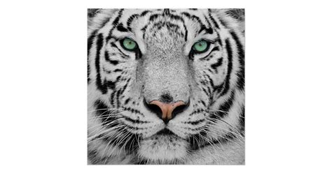Find fierce and baby tiger pictures in this broad collection and download them for free. Weißer Tiger Poster | Zazzle.at