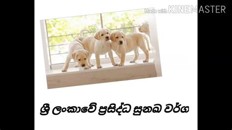 Daraz brings you official online store of samsung sri lanka, so shop for samsung products online and get brand warranty emi cash on delivery all across sri lanka. Dog breed name and sri lanka price - YouTube