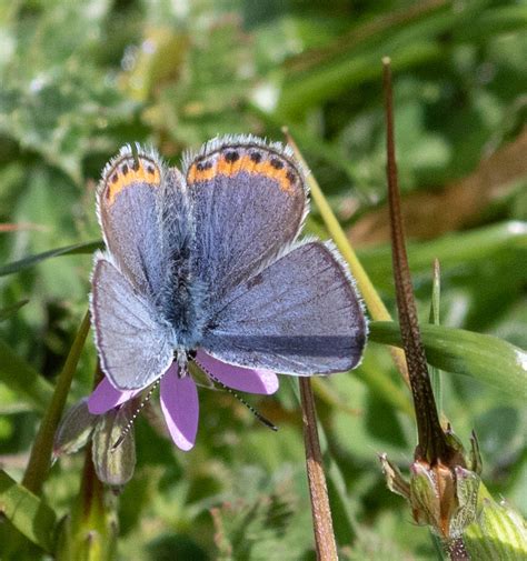 Acmon Blue Butterfly Native Here Nursery