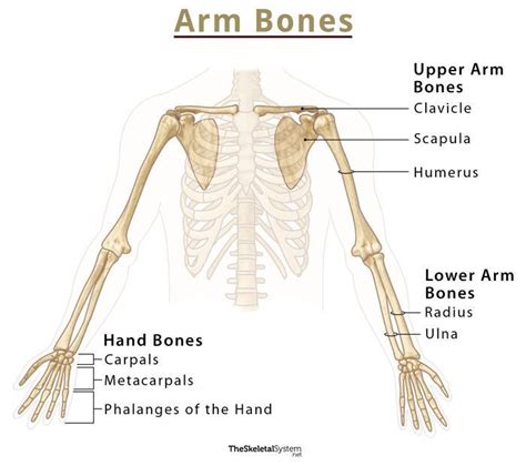 Human Arm Anatomy Labeled Bones Images And Photos Finder