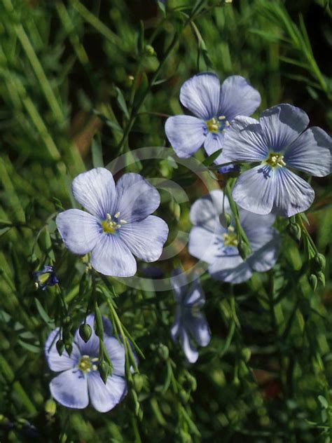 Linum Perenne Perennial Flax Blue Flax Information And Photos
