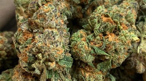 These combinations of genetics give relaxing high. Strain Review: Monster Cookies by Greenpoint Seeds - The ...