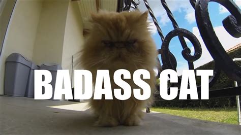 Badass Cat Youtube