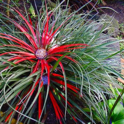 Check spelling or type a new query. SPECIAL DEAL - Fascicularia bicolor - Hardy bromeliad ...