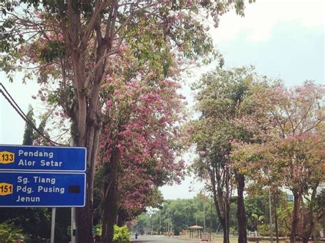 Monsun timur laut atau musim tengkujuh di malaysia dijangka bermula pada 27 oktober sehingga mac 2019. Musim Bunga Sakura Di Malaysia Tiba Lagi! - LIBUR