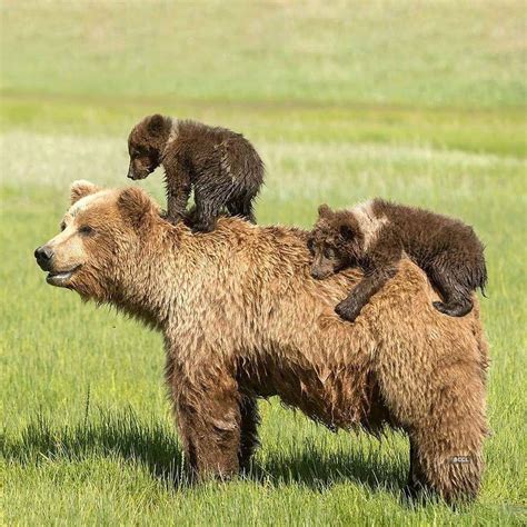 Mothers Day Special Adorable Pictures Of Animal Moms With Their
