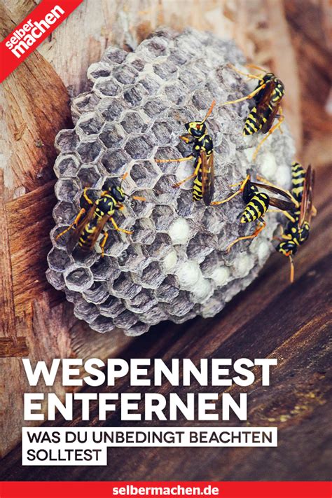 Damit die hornissen ihr zimmer überhaupt erst gar nicht betreten, bringen sie fliegengitter an den fenstern an. 33 Best Pictures Hornisse Im Haus - Umgang Mit Wespen Und ...