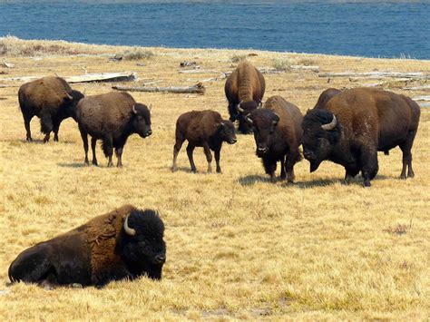 Troupeau De Bisons Animaux Yellowstone National Park Wyoming