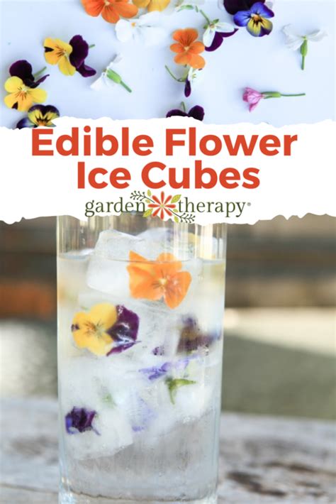 How To Make The Perfect Edible Flower Ice Cubes How To Use Them