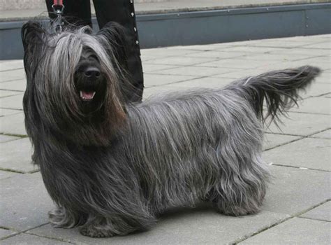 16 Long Haired Dogs You Must See Pets Feed