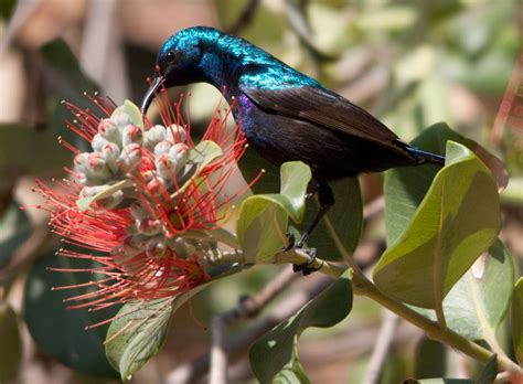 Palestine Or Northern Orange Tufted Sunbird Middle East And Sub Saharan