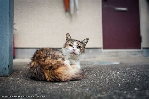 The Lovable Stray Cats Of Japan Cats Alley Cat Stray Cat