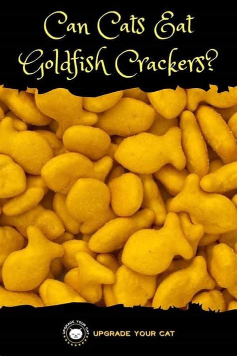 Store in an airtight container at room temperature, and add a piece of toasted bread to your container to. Can Cats Eat Goldfish Crackers? - Upgrade Your Cat