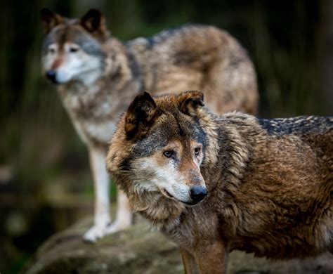 Wolves Predators Wildlife Wolf Wallpapers Hd Desktop And Mobile