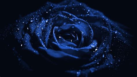 Blue Rose With Water Drops Hd Dark Blue Wallpapers Hd