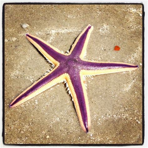 Beautiful Purple Sea Star At Wrightsville Beach Sea Shell Decor Sea