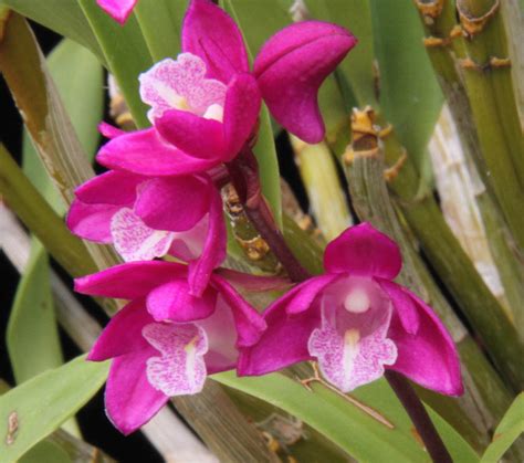 Hoa Phong Lan Vi T Vietnam Orchids Vietnam Wild Orchids