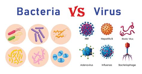 15 Differences Between Bacteria And Virus Images
