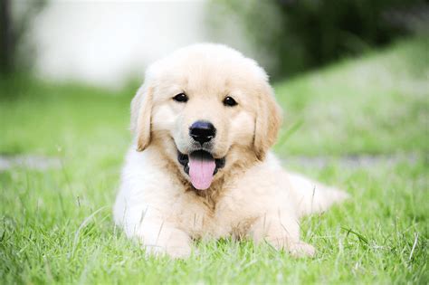 Best Quality Golden Retriever Puppies For Sale In Singapore 2019
