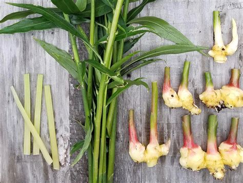 Spice Kit How To Grow Ginger Turmeric And Cardamom At Home