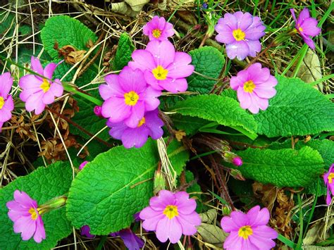 Primulas And Primroses Facts About Beautiful Spring Flowers Dengarden