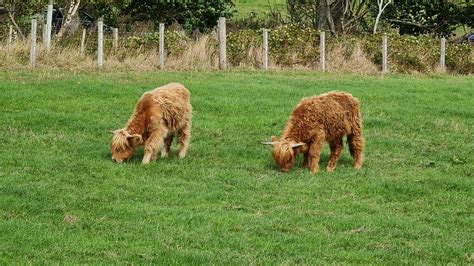 Highland Cattle Cows Scotland Free Photo On Pixabay Pixabay