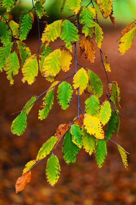 Beech Leaves Branch Free Stock Photo Public Domain Pictures