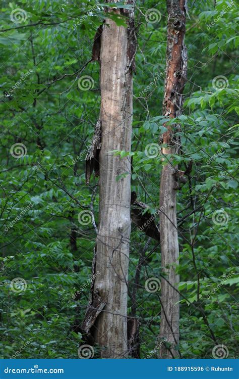 Dead Elm Tree Caused By Dutch Elm Disease Ded Ophiostoma Ulmi Stock