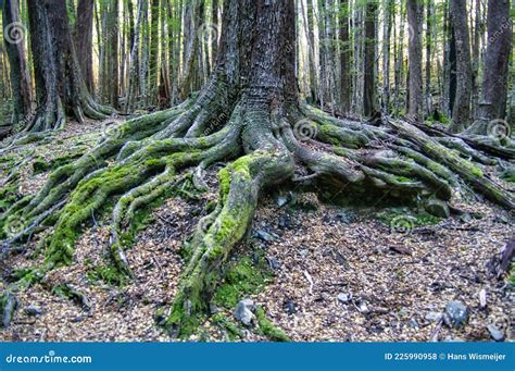 Impressive Tree Roots In A Temperate Rain Forest Royalty Free Stock