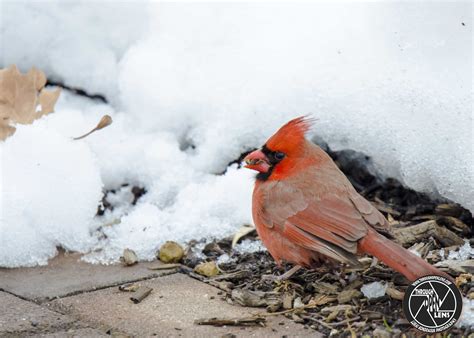 Northern Cardinal Through Open Lens